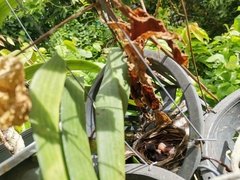 Pycnonotus goiavier jambu