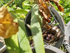 Pycnonotus goiavier jambu