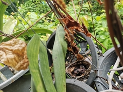 Pycnonotus goiavier jambu