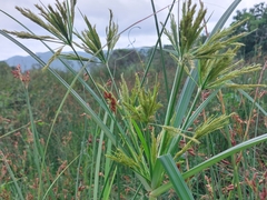 Cyperus nutans subprolixus
