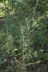 Galatella linosyris