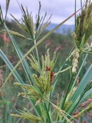 Cyperus nutans subprolixus