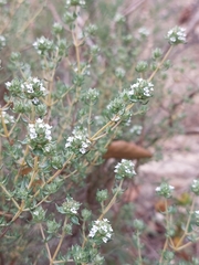 Thymus capitellatus