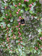 Bombus pratorum