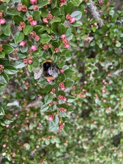 Bombus pratorum