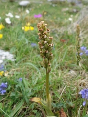 Neotinea maculata