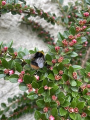 Bombus pratorum