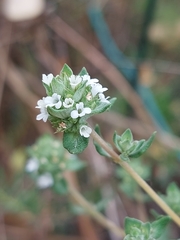 Thymus capitellatus