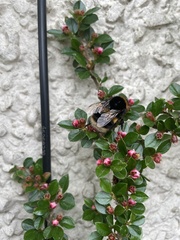 Bombus terrestris