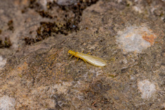 Chloroperla