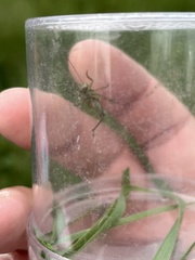Roeseliana roeselii