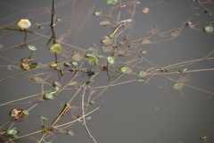 Ictinogomphus pertinax
