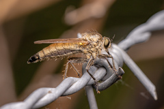 Dysmachus fuscipennis