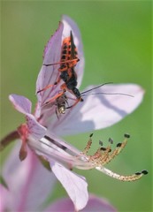 Rhynocoris annulatus