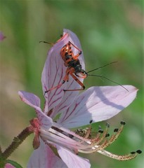 Rhynocoris annulatus