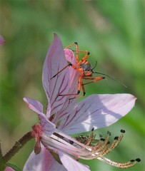Rhynocoris annulatus