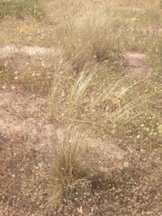 Stipa lagascae