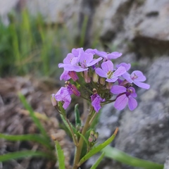 Dontostemon dentatus