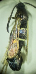 Synanthedon helenis