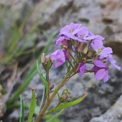 Dontostemon dentatus