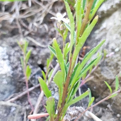 Dontostemon dentatus