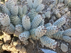 Tephrocactus