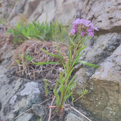 Dontostemon dentatus