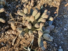 Tephrocactus