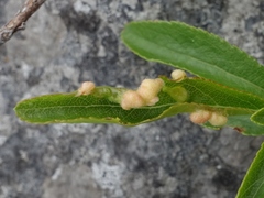 Eriophyes prunispinosae