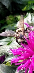 Bombus auricomus