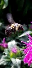Bombus auricomus