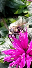 Bombus auricomus