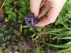 Ajuga reptans