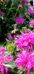 Bombus auricomus