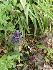 Ajuga reptans