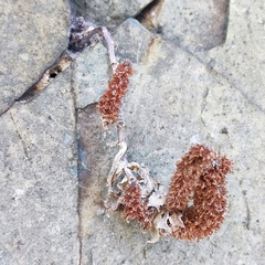 Orostachys maximowiczii