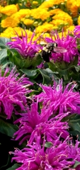 Bombus auricomus