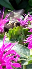 Bombus auricomus
