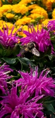 Bombus auricomus