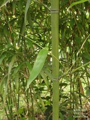 Chimonobambusa quadrangularis