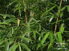 Chimonobambusa quadrangularis