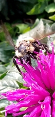 Bombus auricomus