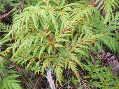 Loxsoma cunninghamii