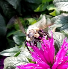 Bombus auricomus