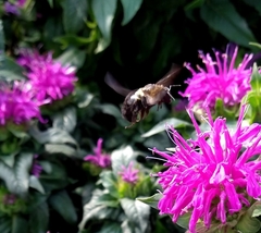 Bombus auricomus