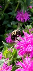 Bombus auricomus