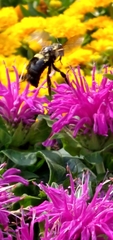 Bombus auricomus