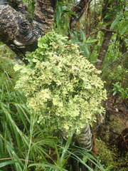 Pseudocyphellaria carpoloma