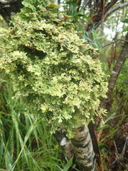 Pseudocyphellaria carpoloma