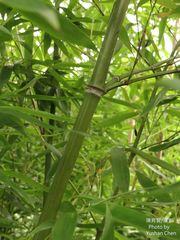 Chimonobambusa quadrangularis